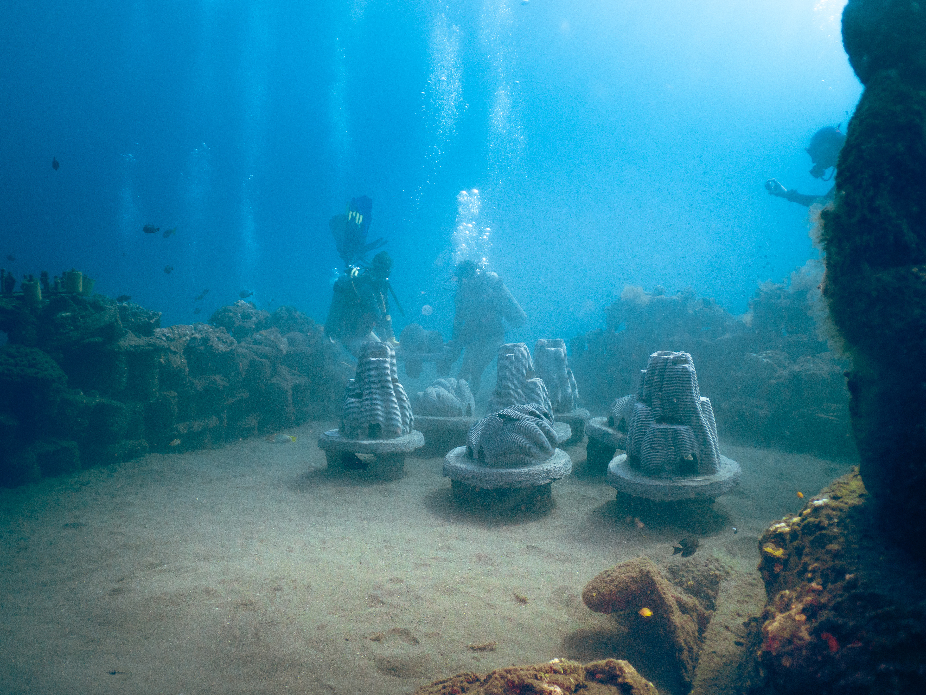 Resting Reef